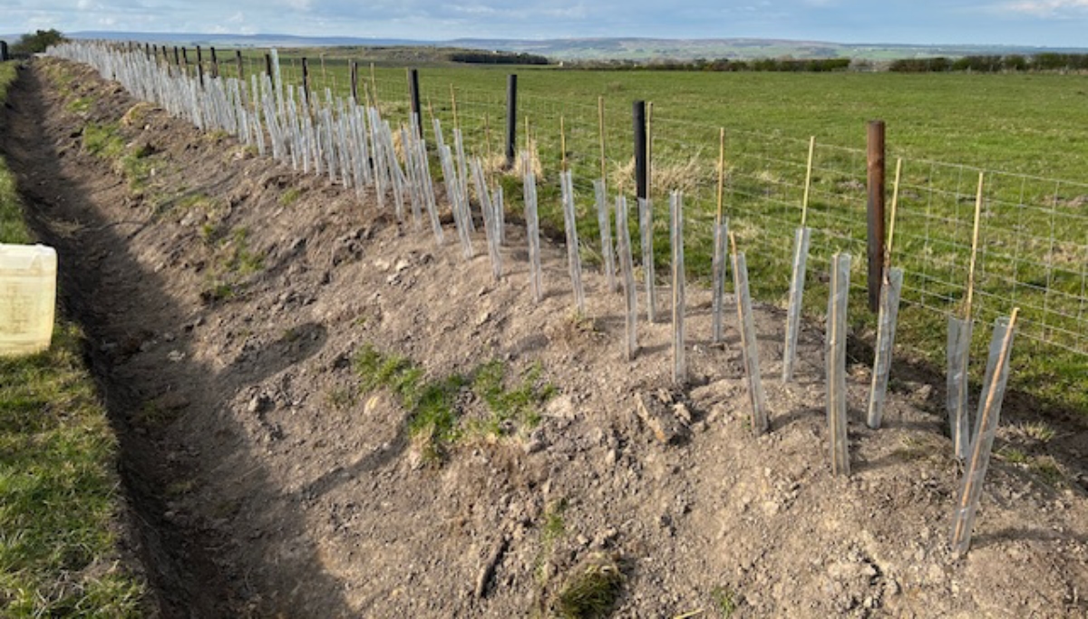 Site 3 year 1 growth Site 3 year 1 growth