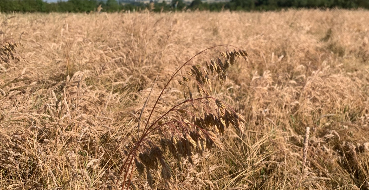 false oat-grass false oat-grass