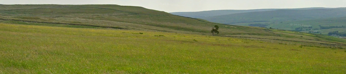 Grassland