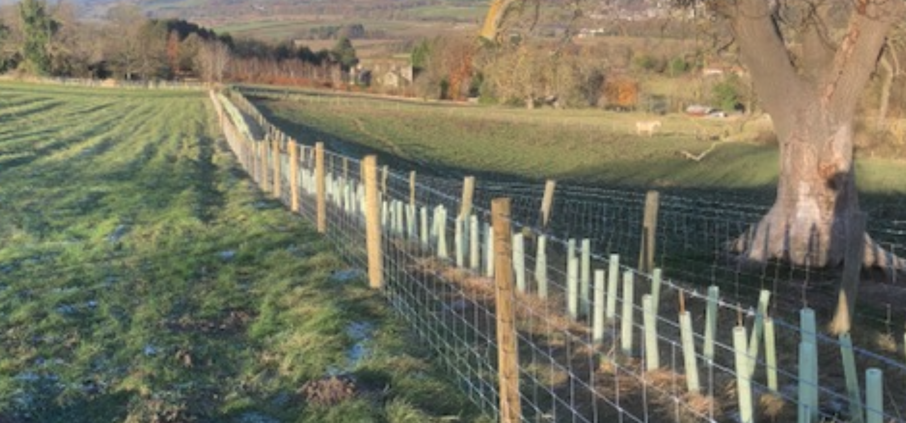 Hedgerow