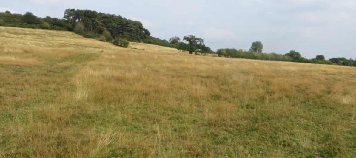 Pre-woodland