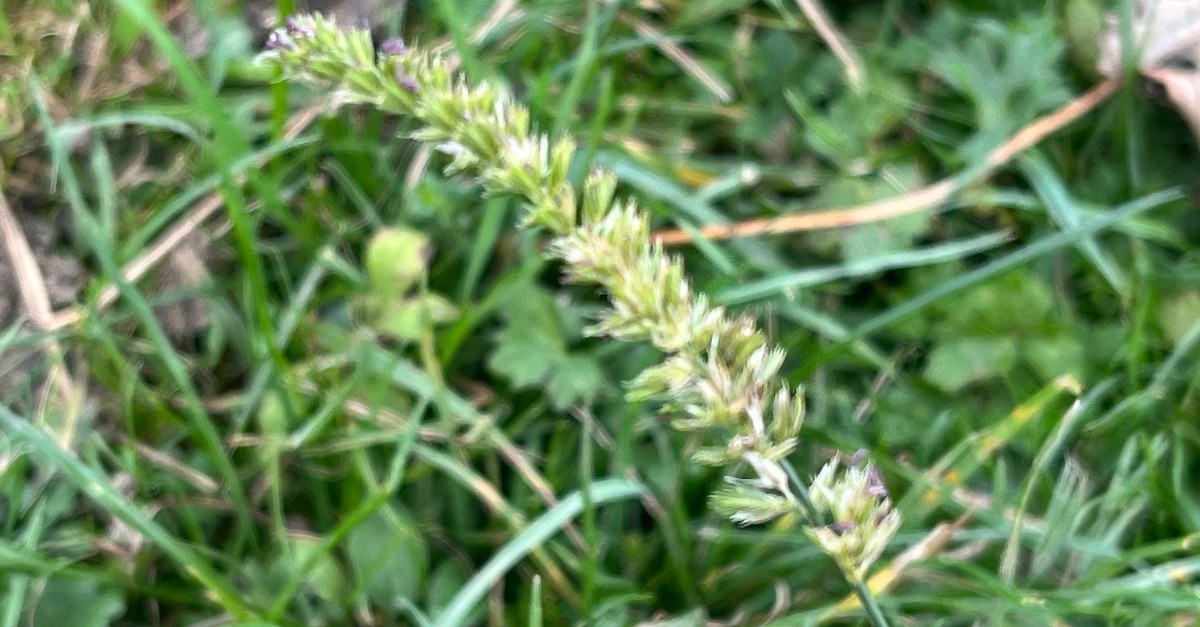 Site 2 year 1 growth Site 2 year 1 growth