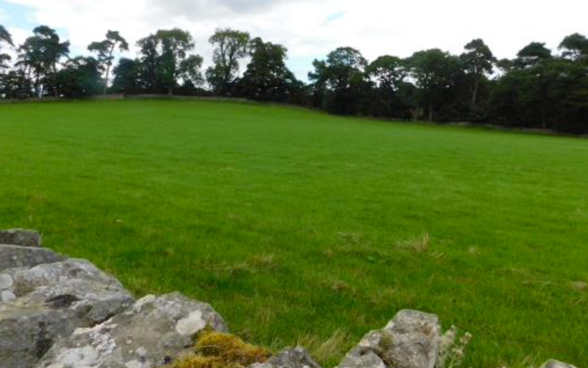 Site 1 before
